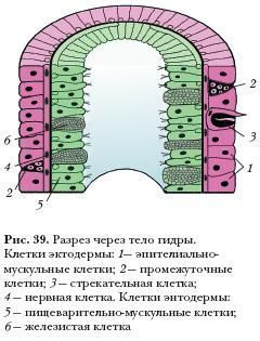 Кракен маркет это
