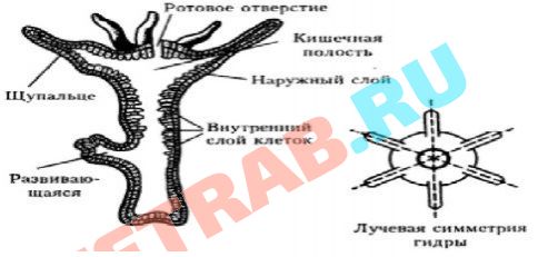 Ссылка на кракен лукойл